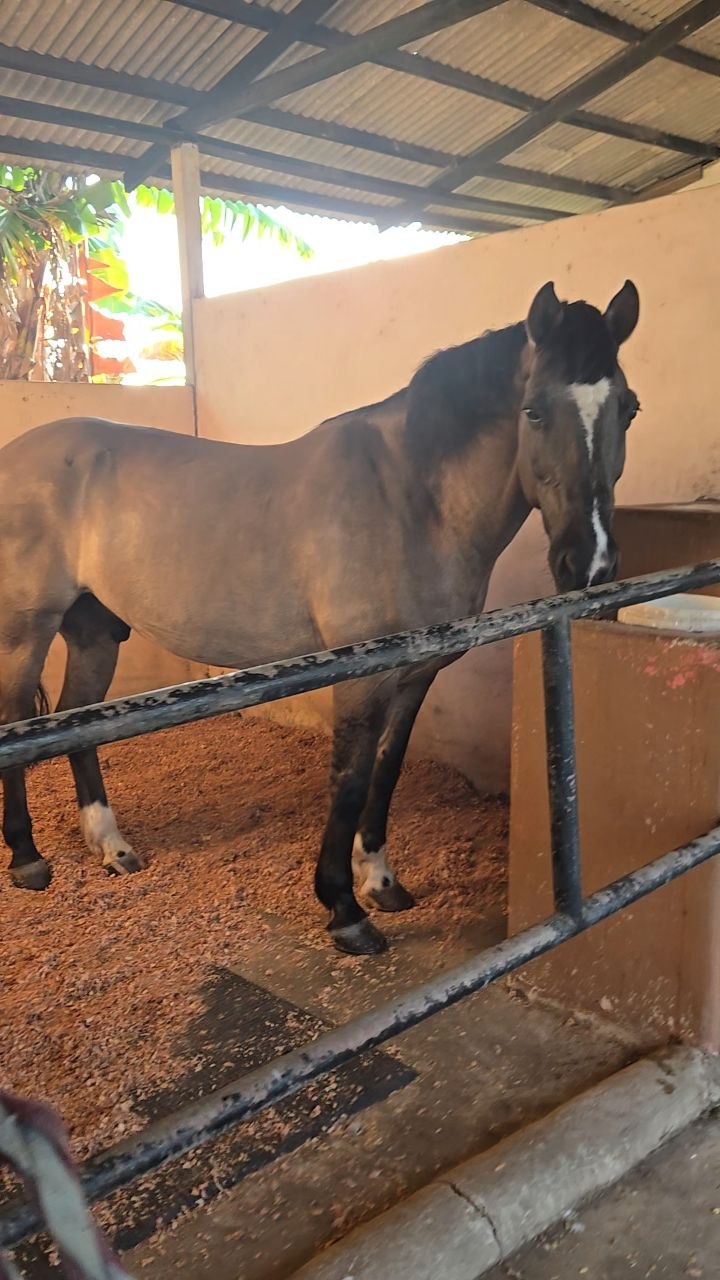 Horse Livery